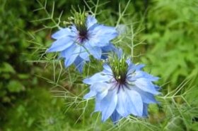 ニゲラの育っていく様子の画像 ニゲラの育て方 : 育て方.jp｜花、野菜 